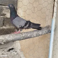 کبوتر زودار