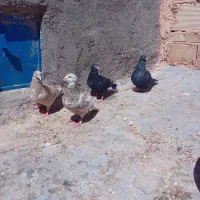 کبوتر پرشی .