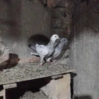 کفتر پرشی
