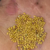 بهترین بذر یونجه