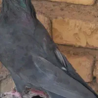 کفتر اصفهانی