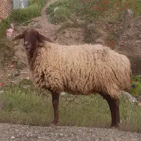 گوسفند