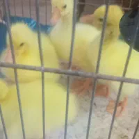 جوجه قوغاز وبرهما لایت