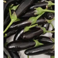 بادمجان محلی