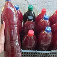 ابغوره انگور عسکری