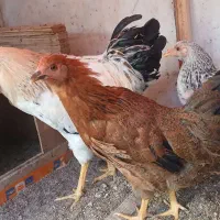 مرغ