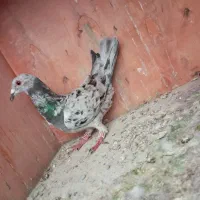 پرنده