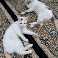 واگذاری گربه