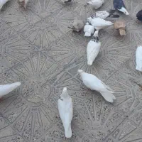 طوقی|پرنده|ایلام, |دیوار