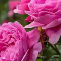 گلاب تازه وکلی