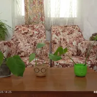 برگ انجیری زیبا|گل و گیاه طبیعی|تهران, چهارصد دستگاه|دیوار