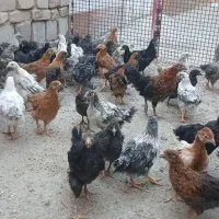 جوجه مرغ وخروس سالم واکسن خورده