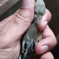 سهره جوجه ۲ساله