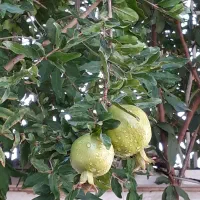 انار|گل و گیاه طبیعی|ملایر, |دیوار