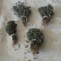 گل زوفا