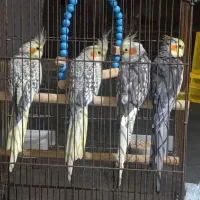 عروس هلندی
