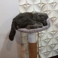اسکاتیش