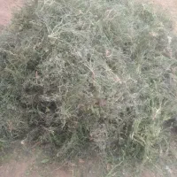 علف|خدمات باغبانی و درختکاری|تربت‌حیدریه, قاسم آباد|دیوار