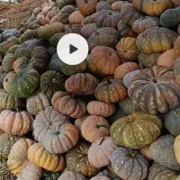 فروش کدو حلوایی