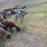 سگ گله