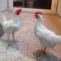 خروس