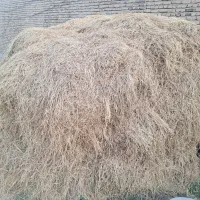باغ یونجه