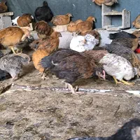 جوجه مرغ و خروس