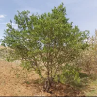 طرح نیروگاه خورشیدی وپرواربندی گوساله همراه با باغ