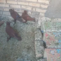 کبوتر راعبی