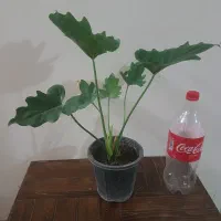 گل گیاه گلدان ، سه تا گل باهم ۳۰۰