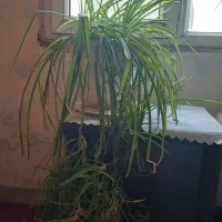گلدان گندمی با گلدان سفالی