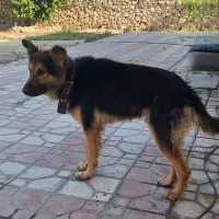 سگ ژرمن  شپرد شولاین