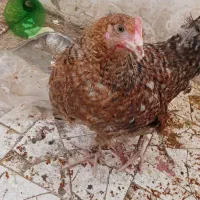 یکی مرغ‌ یکی خروس سالم