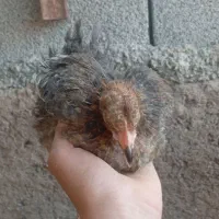 جوجه وارگ