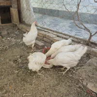 مرغ تاج کج کارخونه ای تخمی