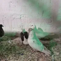 کفتر ساعتدار