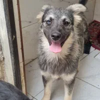 توله 5ماه پاکوتاه خوشکل