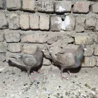 800تومن|پرنده|کنگاور, |دیوار