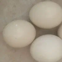 پوکه تخم شترمرغ