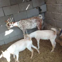 بز داشت