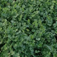 سبزی خورشت همه نمونه25