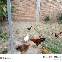 مرغ خروس محلی دو رگه لاری