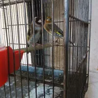 سهره قناری نر سهره ماده