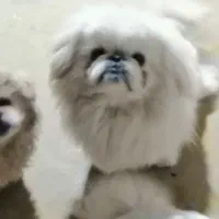 پیکینیز امپریال اورجینال