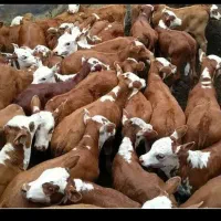 تهیه گوساله پرواری سیمنتال وهلشتان