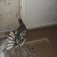 دو عدد جوجه سیبرایت