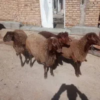 چهار عدد کاور نر باب کشتار درجه یک