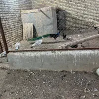 پرنده