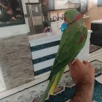 شاه طوطی نر