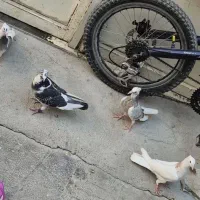 چهارعدد کبوتر